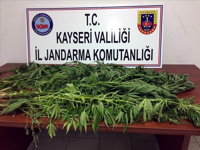 Develi´de kenevir ele geçirildi 