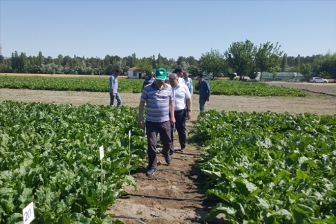 Kayseri Şeker, pancar tarımında damlama sulama sistemini yaygınlaştırıyor 