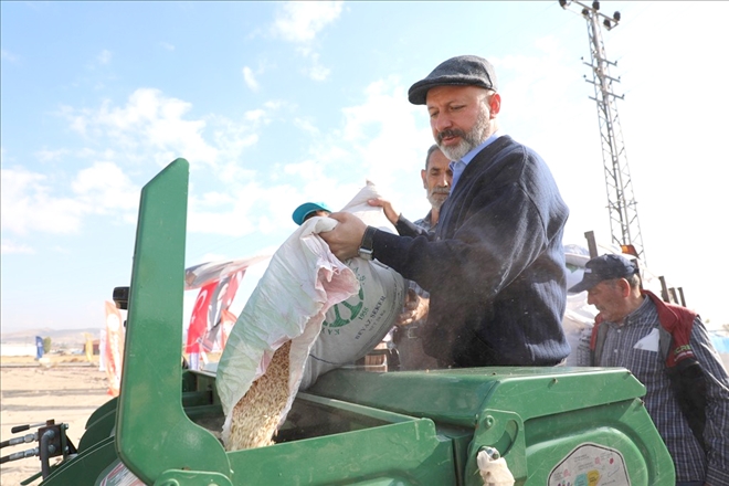 Kocasinan´da Siyez Buğdaylar Hasada Hazırlanıyor 