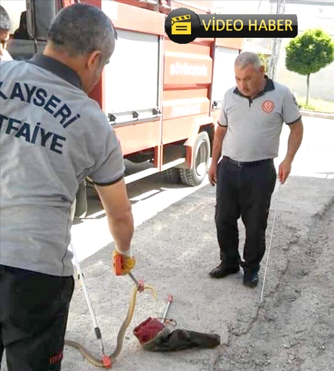 Eve dadanan yılanlar yakalandı 