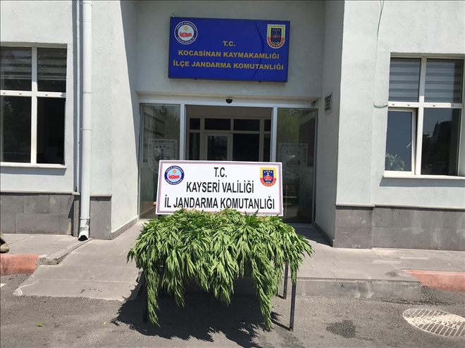 Jandarmadan kenevir operasyonu 
