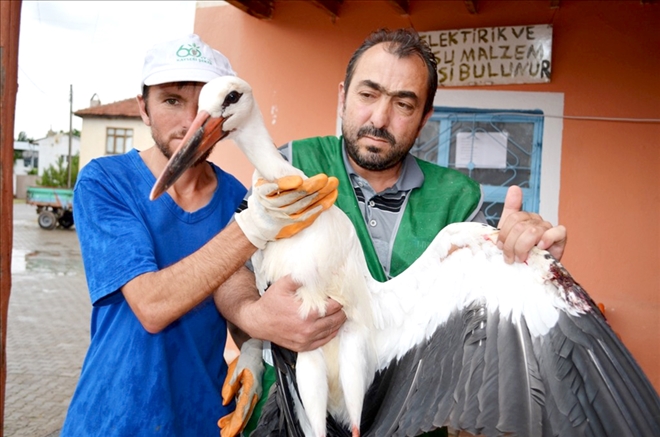 Yuvasından düşen leylek Bünyan Belediyesi´ne emanet 