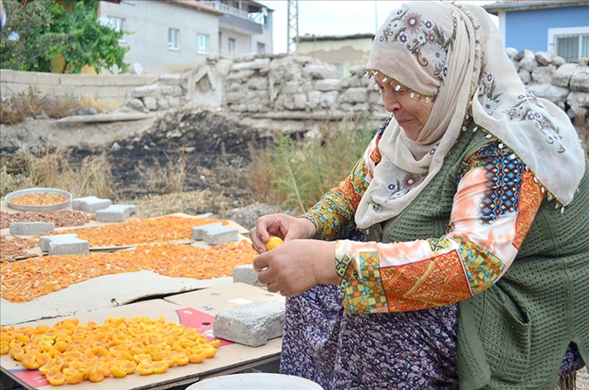 Kayısı kurutma işlemi başladı 
