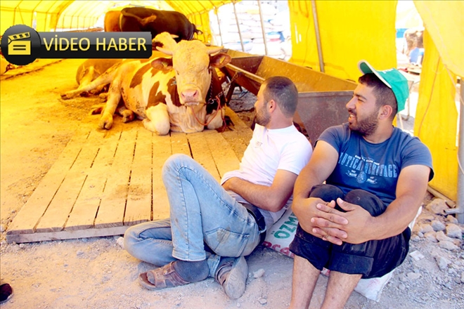 Kurban pazarı müşterilerini bekliyor 