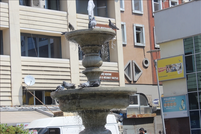 Güvercinlerin su banyosu 