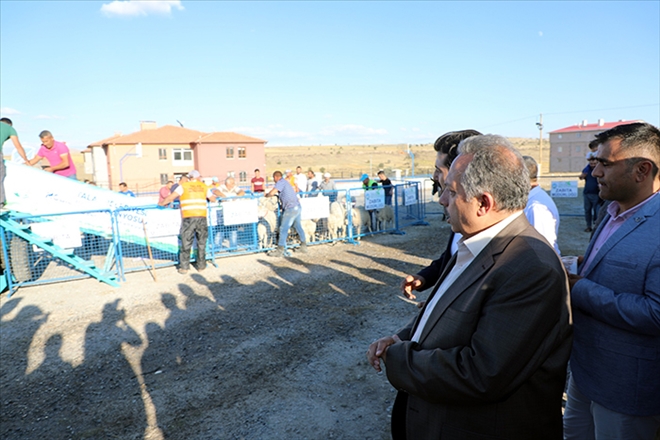 Talas´ta Hayvancılığa Destek 