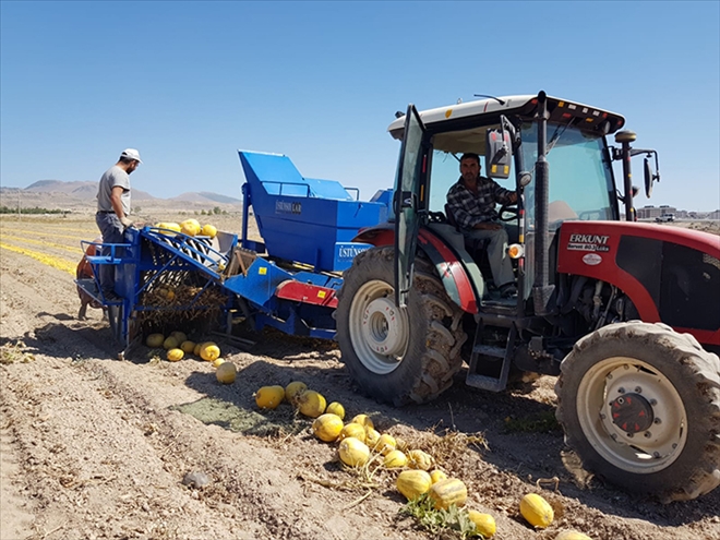 Develi´de Kabak Çekirdeği Hasadı Başladı 