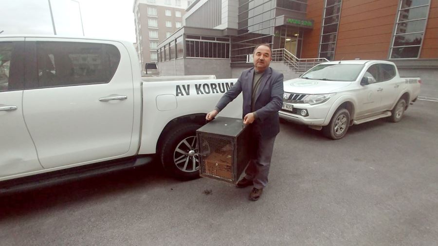 Yaralı atmaca tedavi altına alındı 