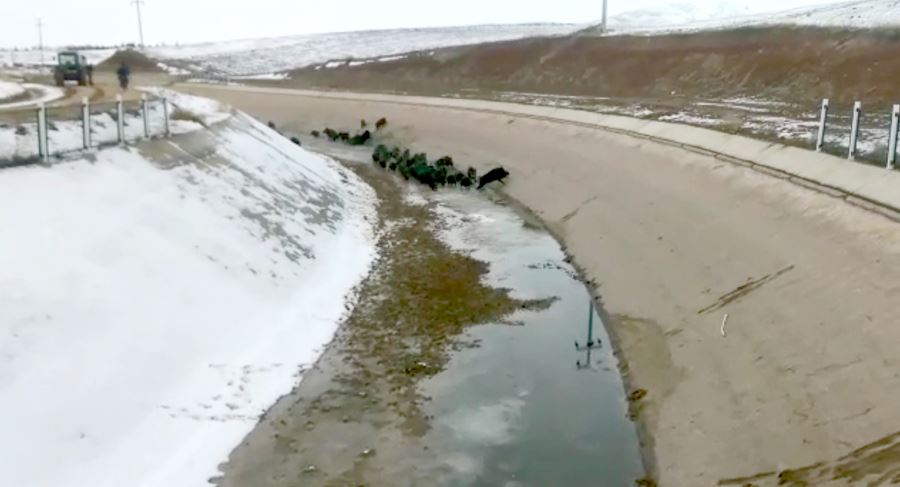 Domuz sürüsünü su kanalında böyle avladılar 