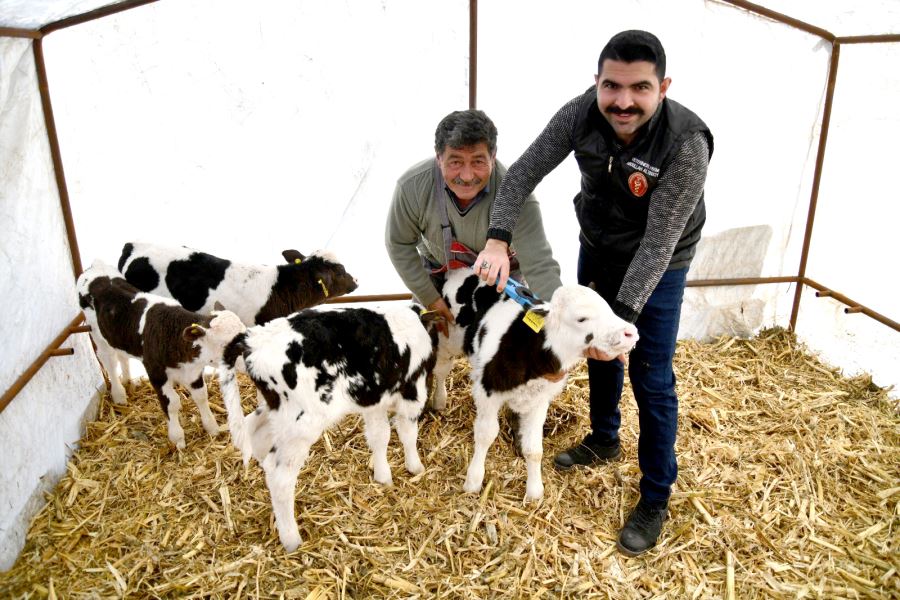 Besicinin çifte ikiz buzağı sevinci 