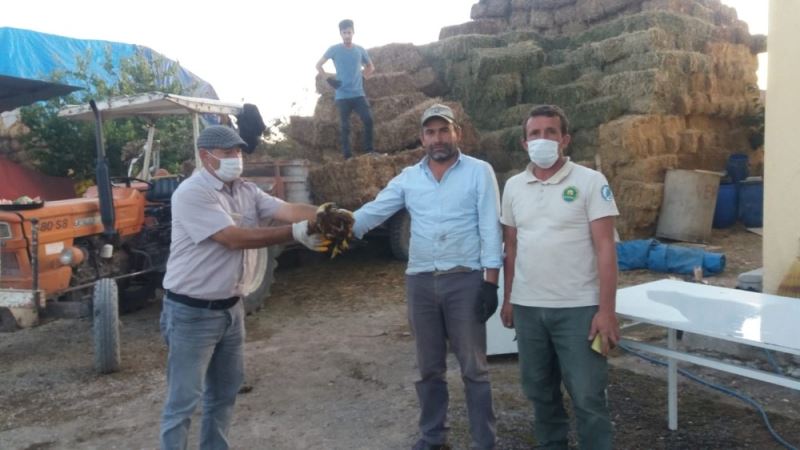 Yaralı bulunan kızıl şahin tedavi altına alındı
