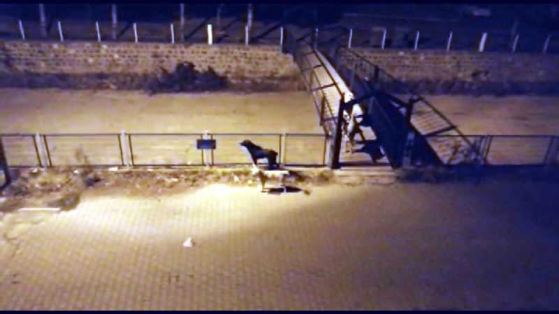 Yeşilhisar’da başıboş köpekler korku saçıyor
