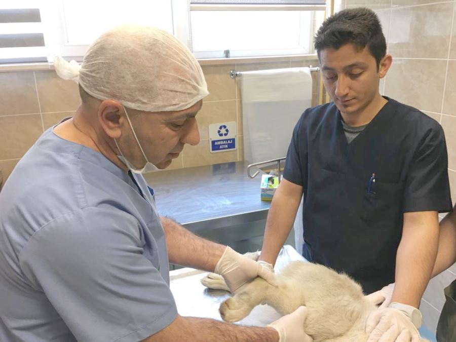 Vücuduna saçma isabet eden köpek kurtarılamadı