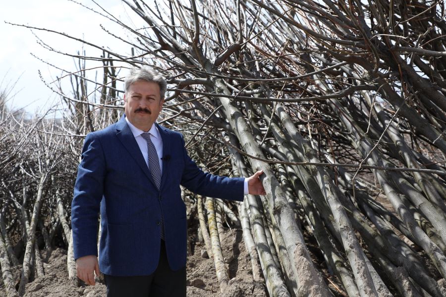 “Fidan değil ağaç dikiyoruz