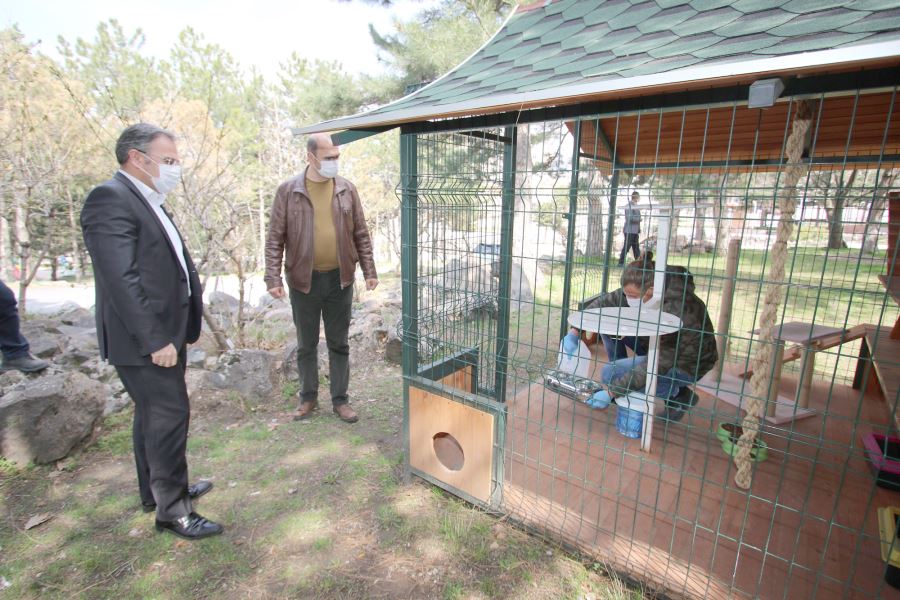 Sokak hayvanları düzenli olarak besleniyor