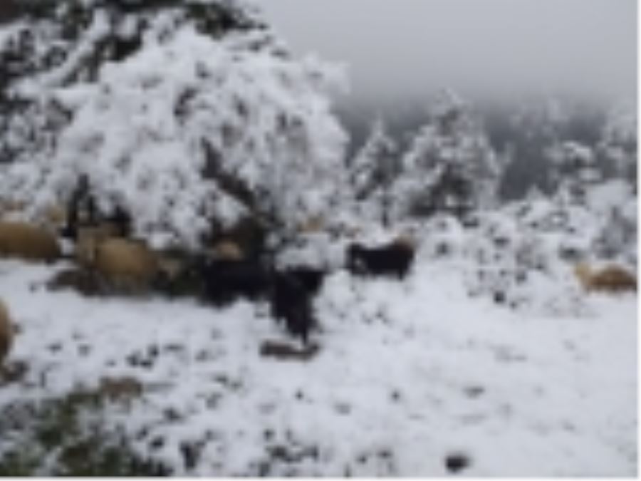 Develi, Pınarbaşı, Tomarza ve Bünyan beyaz örtü ile uyandı