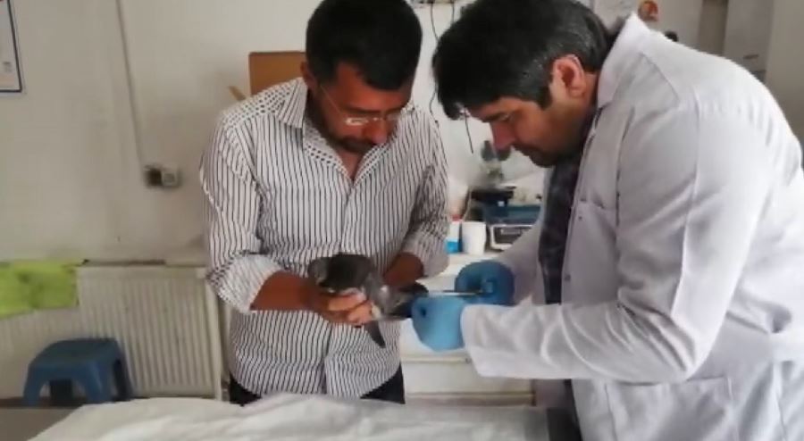 Ayağı kangren olan güvercini kurtardılar