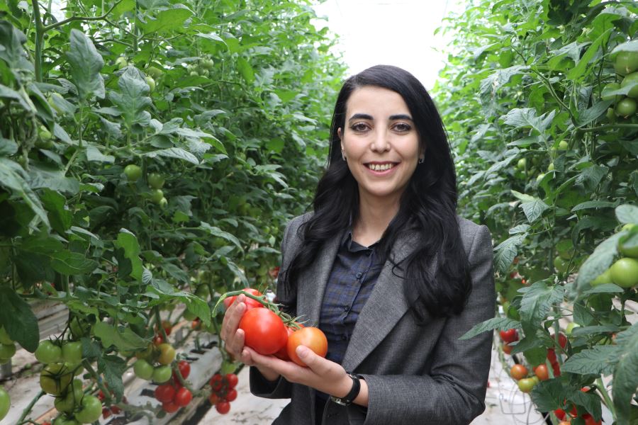domates serasında yıllık 500 ton ürün üretimi gerçekleşiyor