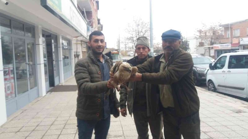Yaralı kızıl şahinler tedavi altına alındı
