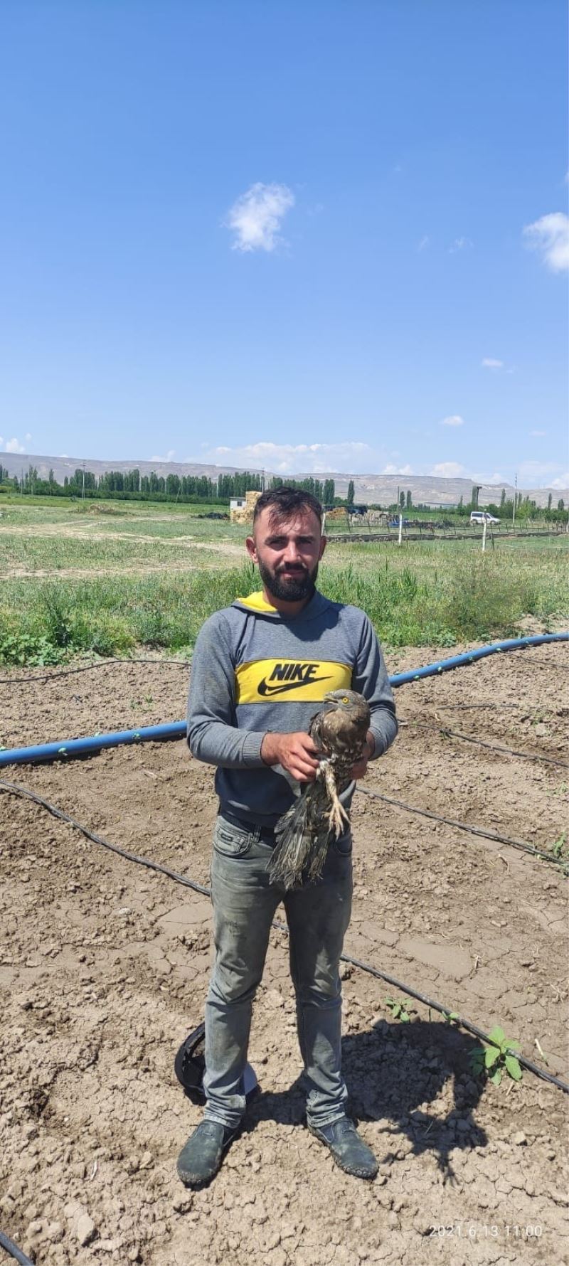 Yaralı Arı Şahin tedavi altına alındı
