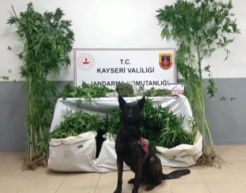 Jandarmadan uyuşturucu operasyonu
