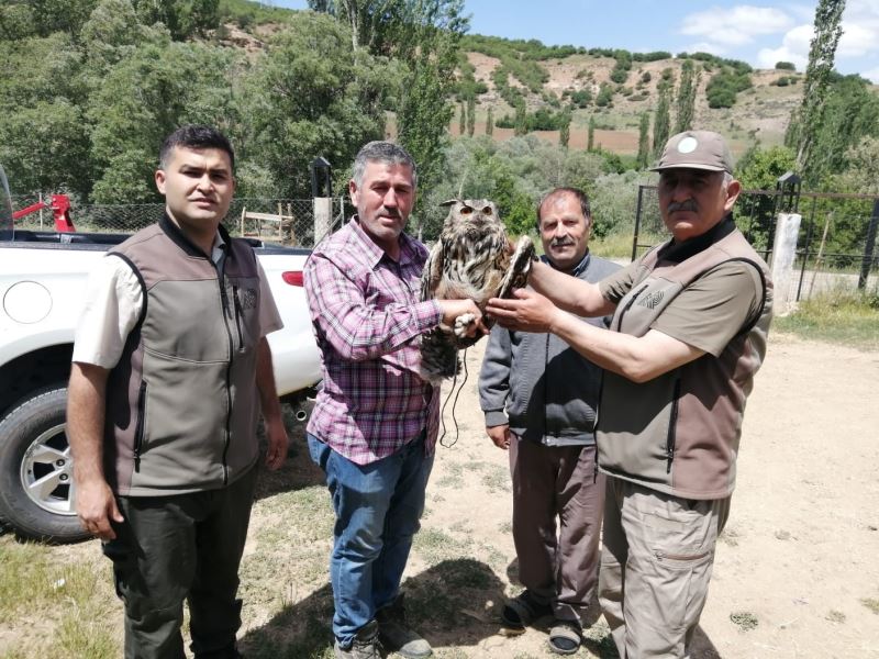 Yaralı puhu kuşu tedavi altına alındı
