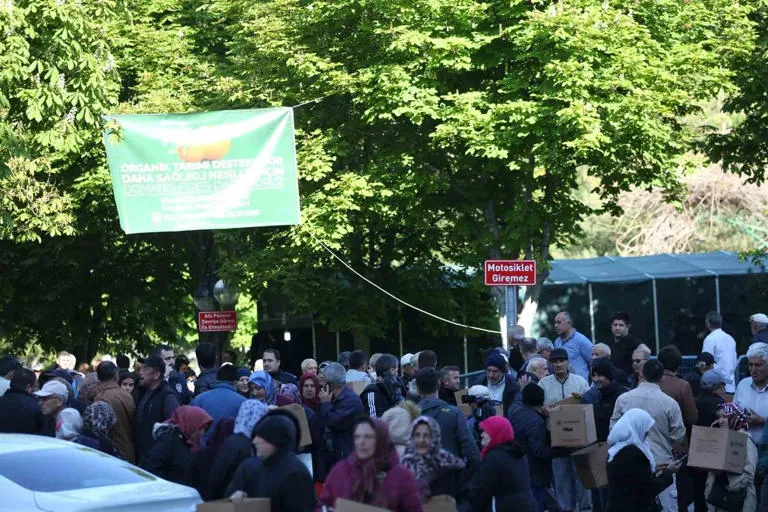 Bu da domates fidesi kuyruğu